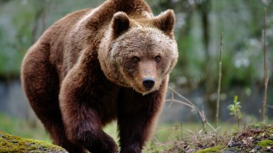 Избягала мечка от комплекс с частен зоопарк в руския град Нижневартовск