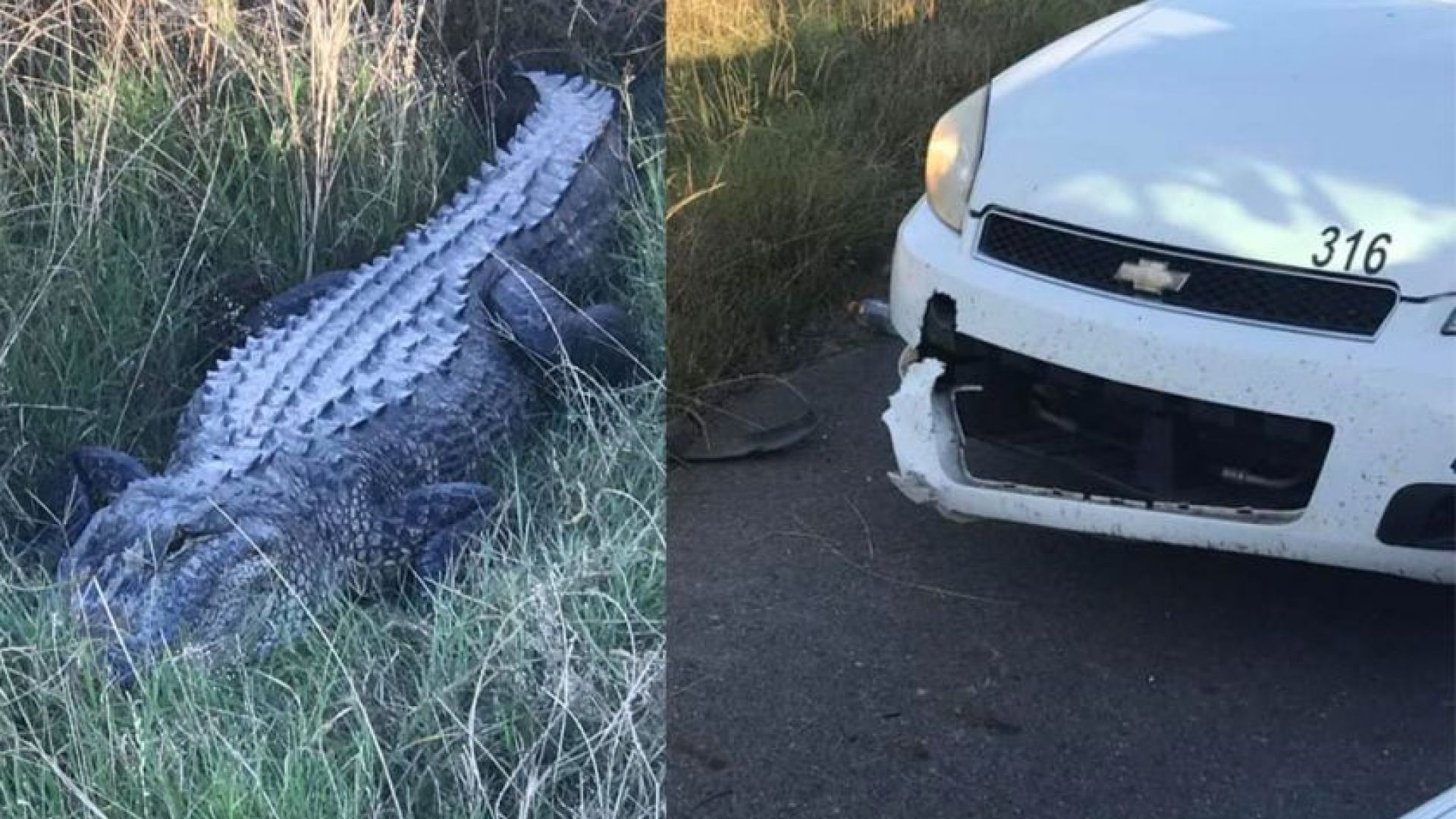 Алигатор отхапа парче от полицейска патрулка