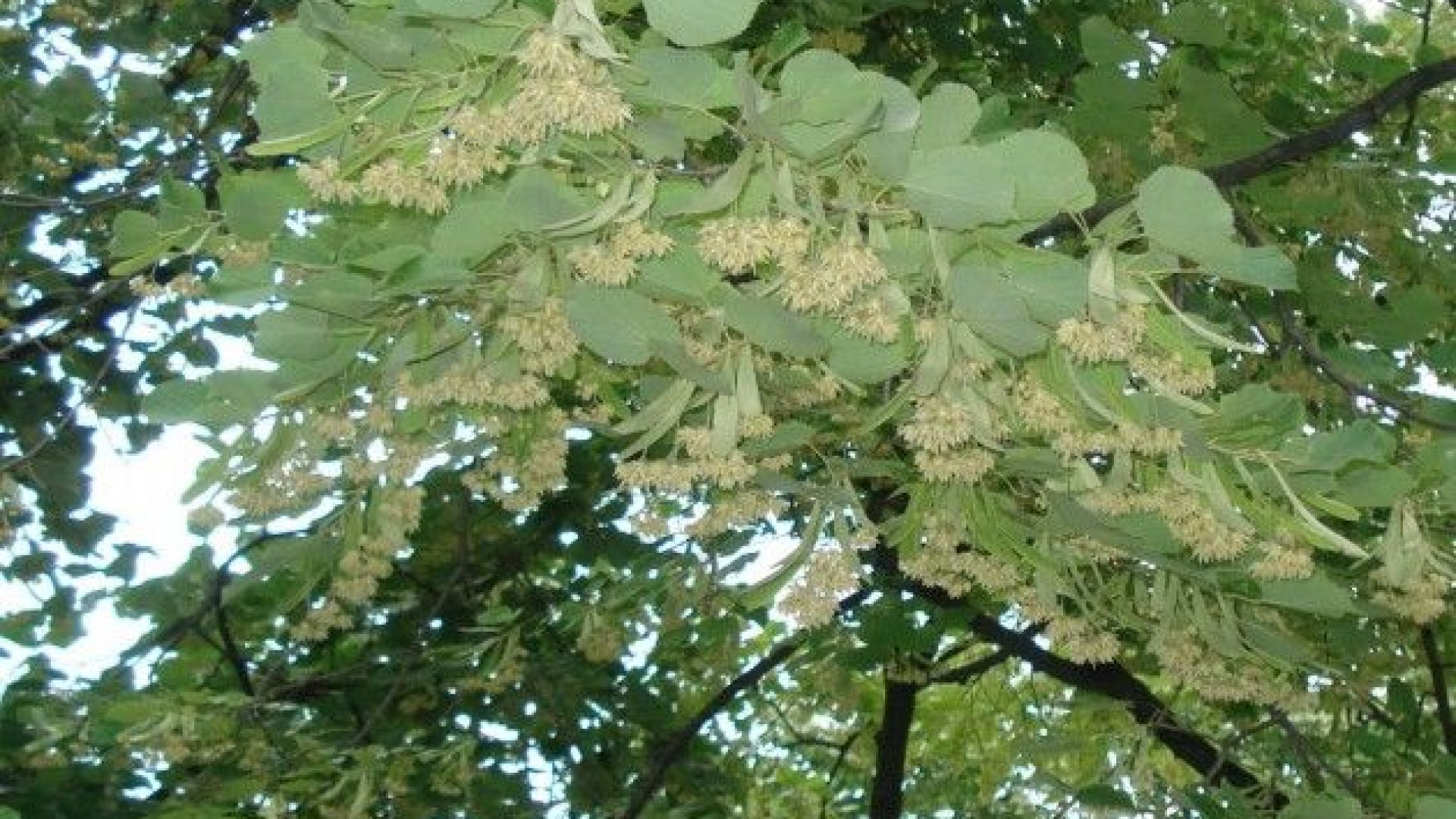 Близо 40 000 лева изкарваме от метене на липа за