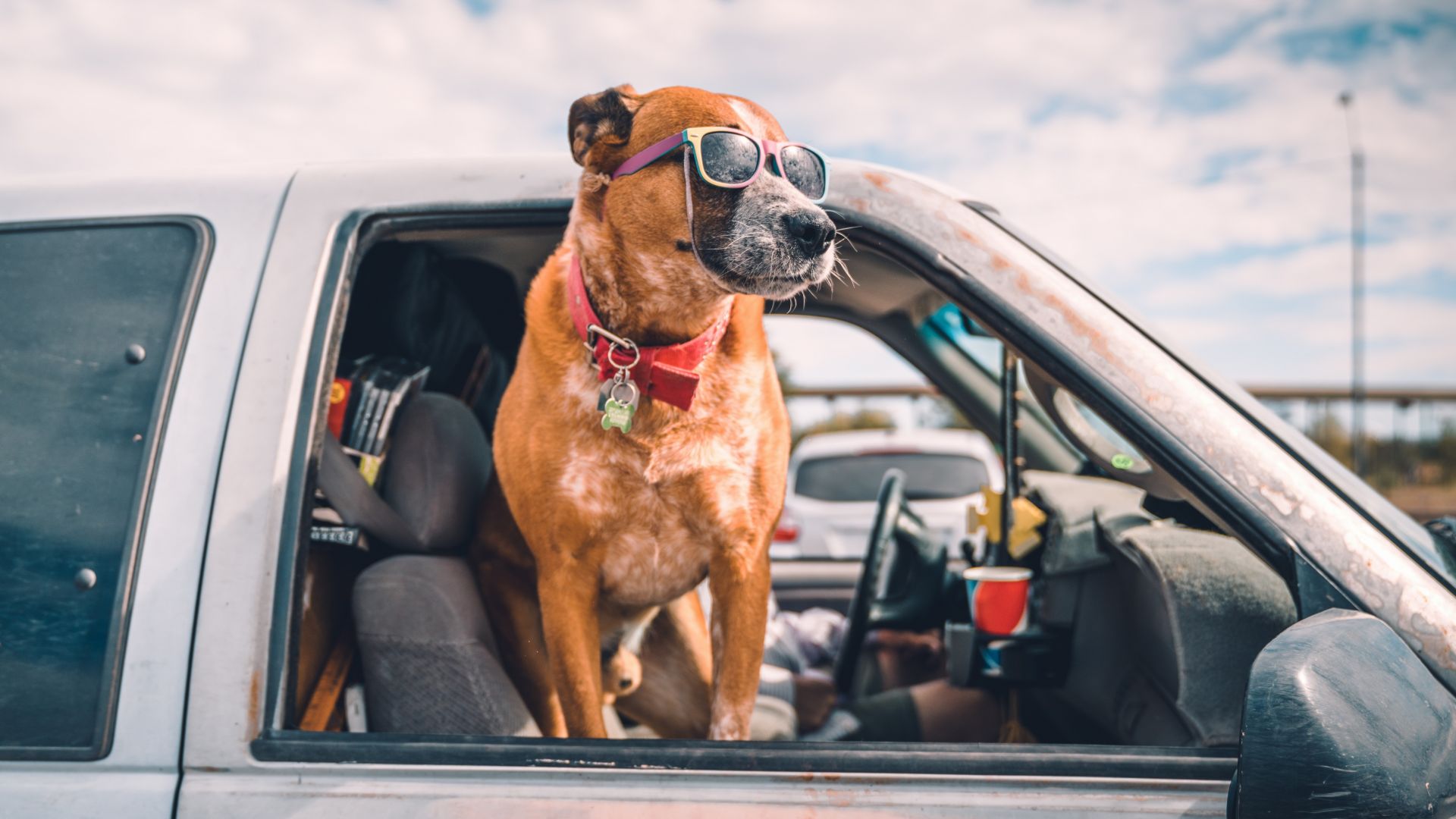 Хората шофират по-внимателно с куче в автомобила 