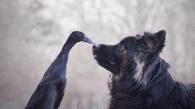 Фото романс за патица и куче