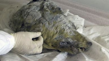 Идеално запазена глава на вълк на 40 000 г. бе открита в Сибир (видео+снимки)