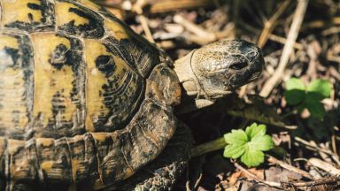 Съдим германец за незаконно държане на костенурки в Микрево
