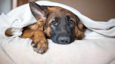 Учени обясниха защо кучетата гледат тъжно