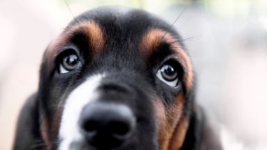 Kучетата променят погледа си, за да се харесат на хората