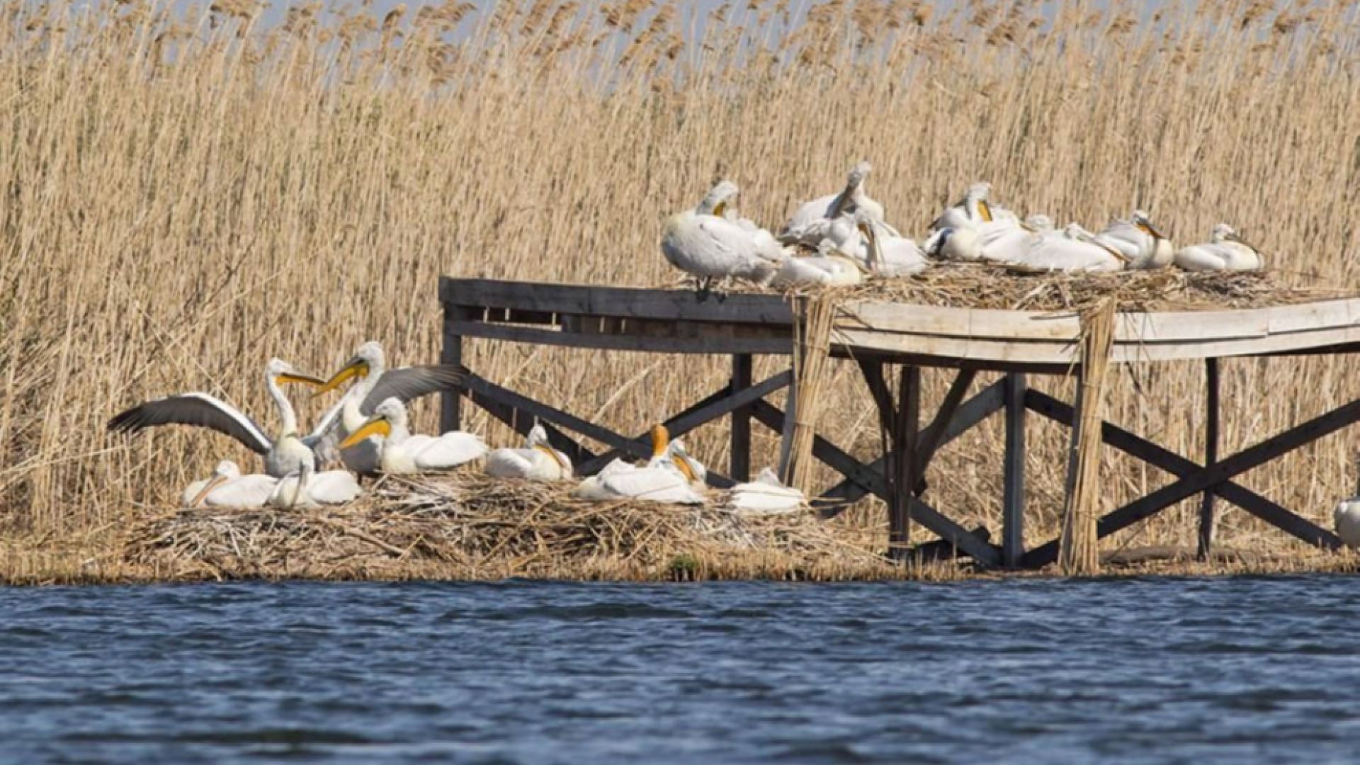 Излюпените в средата на март къдроглави пеликани в Поддържан резерват