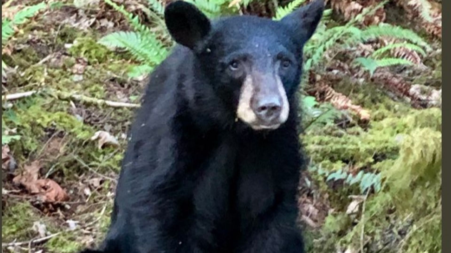 Служители на Орегонската организация за защита на дивите животни са