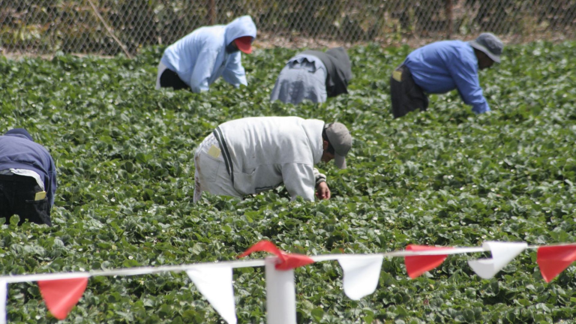 Британската полиция разби голяма мрежа за съвременно робство и съд