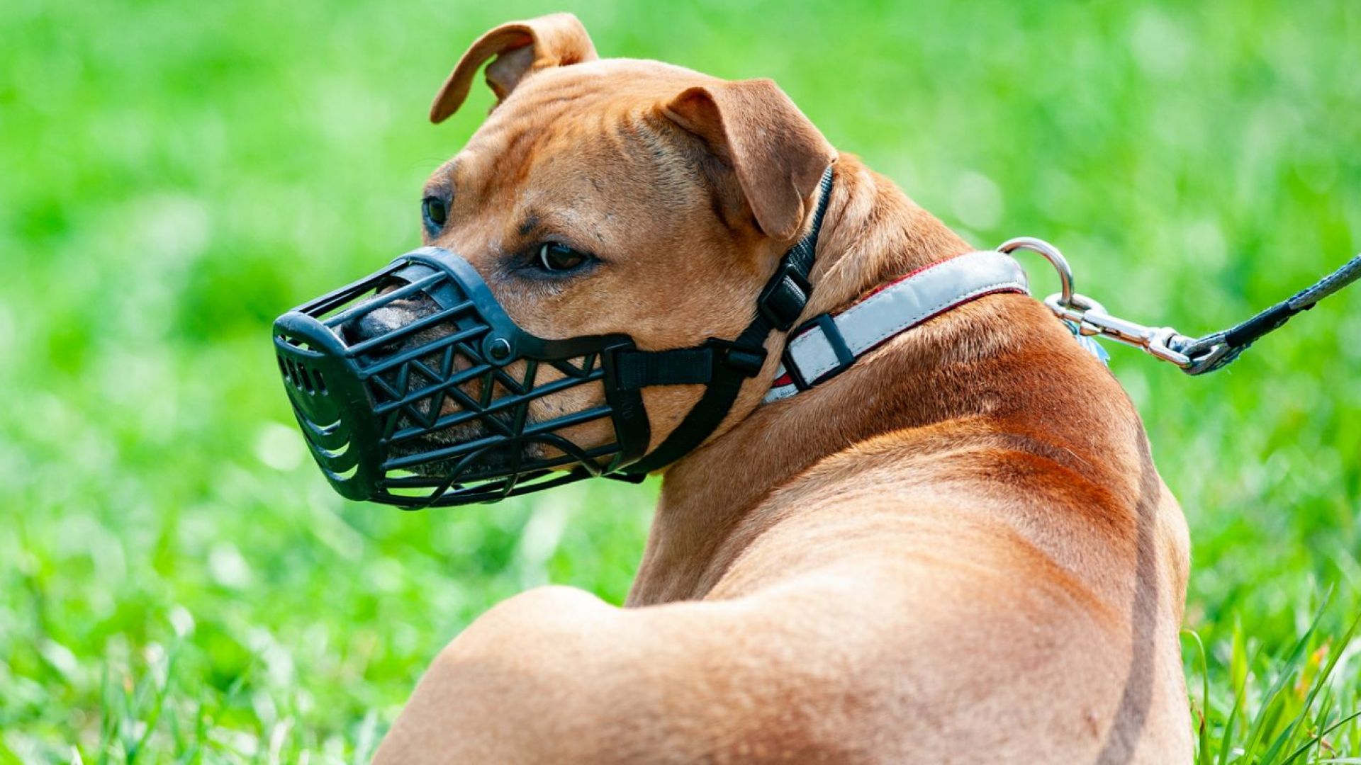 Депутатите завишиха глобите за извеждане на кучета без повод и