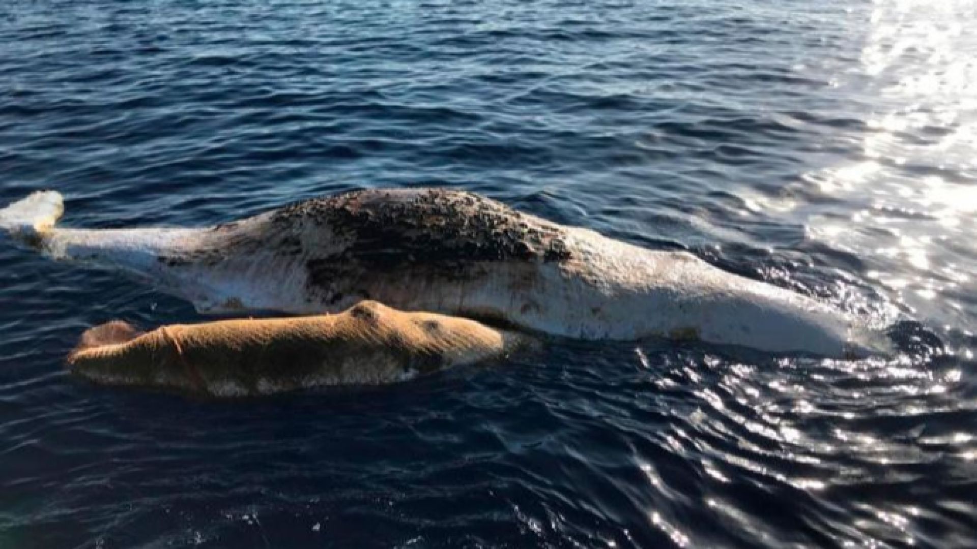 Женски кашалот и малкото му умряха в Тиренско море край