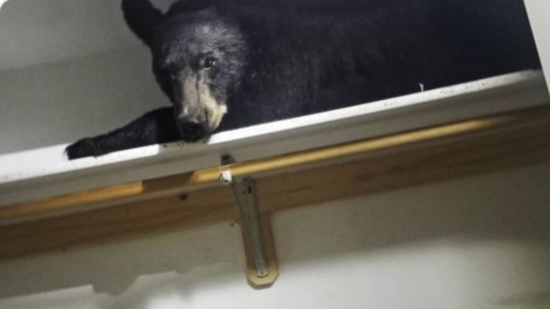 Полицията в град Мисула щата Монтана съобщи че черна мечка