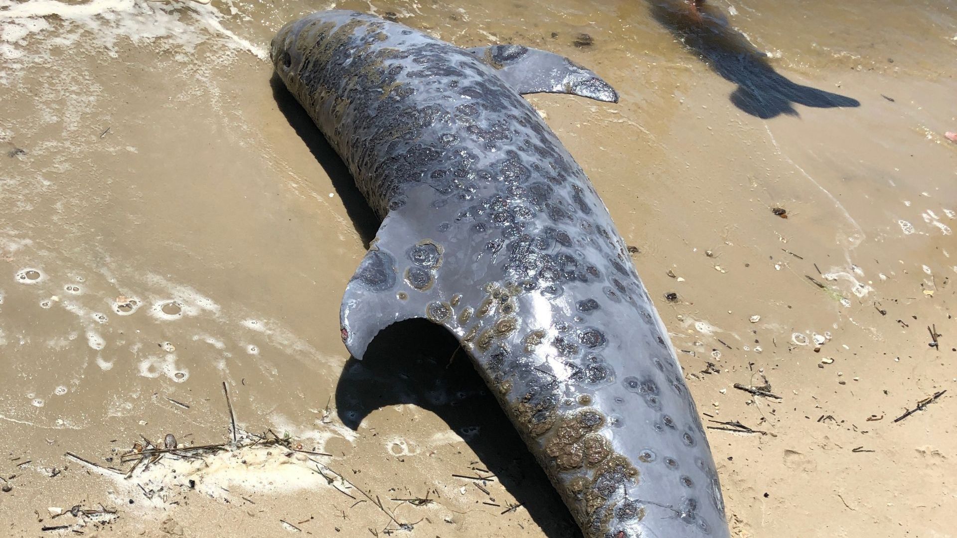 Изследване на китове и делфини намерени мъртви по бреговете на