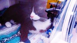 Котарак оживя след 35-минутен цикъл в пералнята