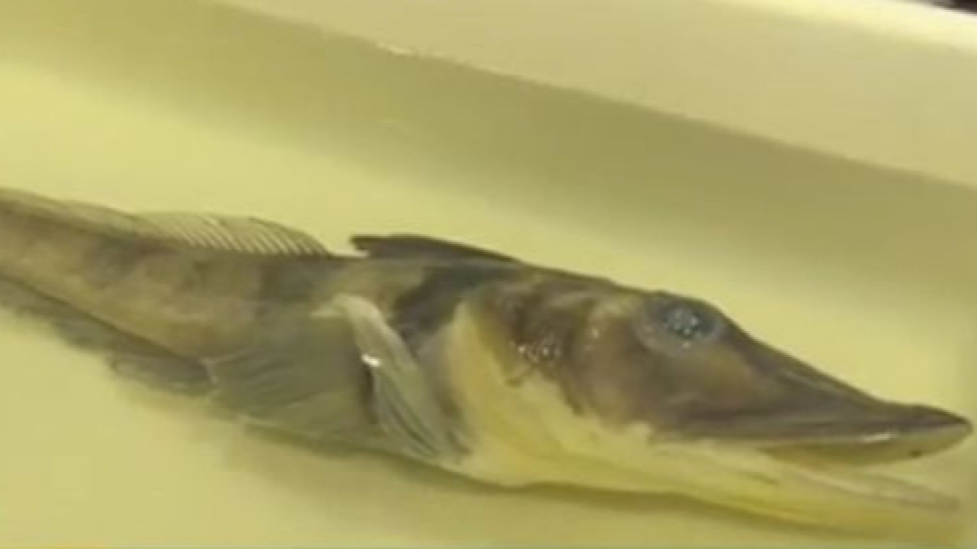 Риба с прозрачна кръв е сред уникалните екземпляри, донесени у нас от Антарктида