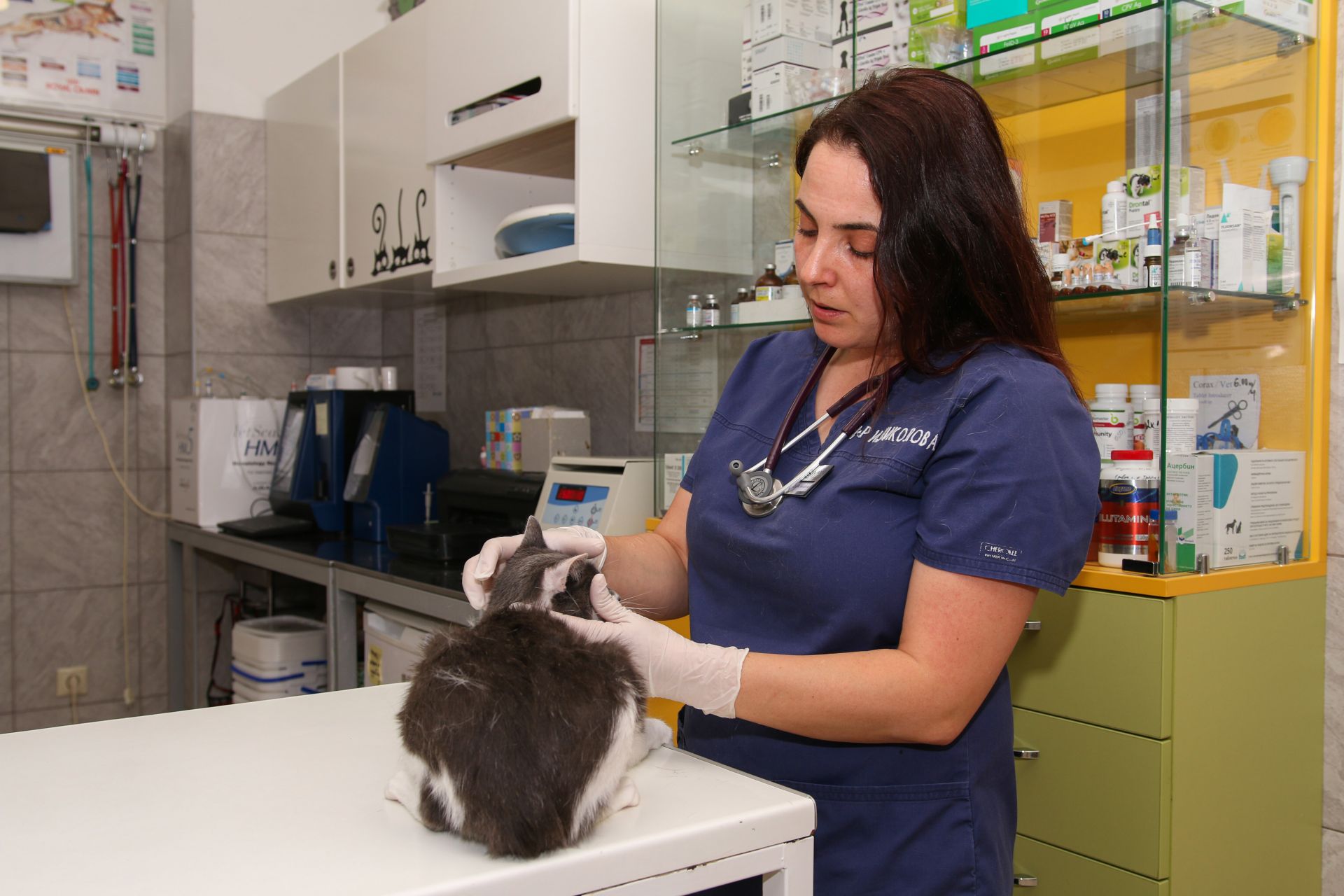Често на д-р Николова се налага да прави операции на болни или пострадали животни