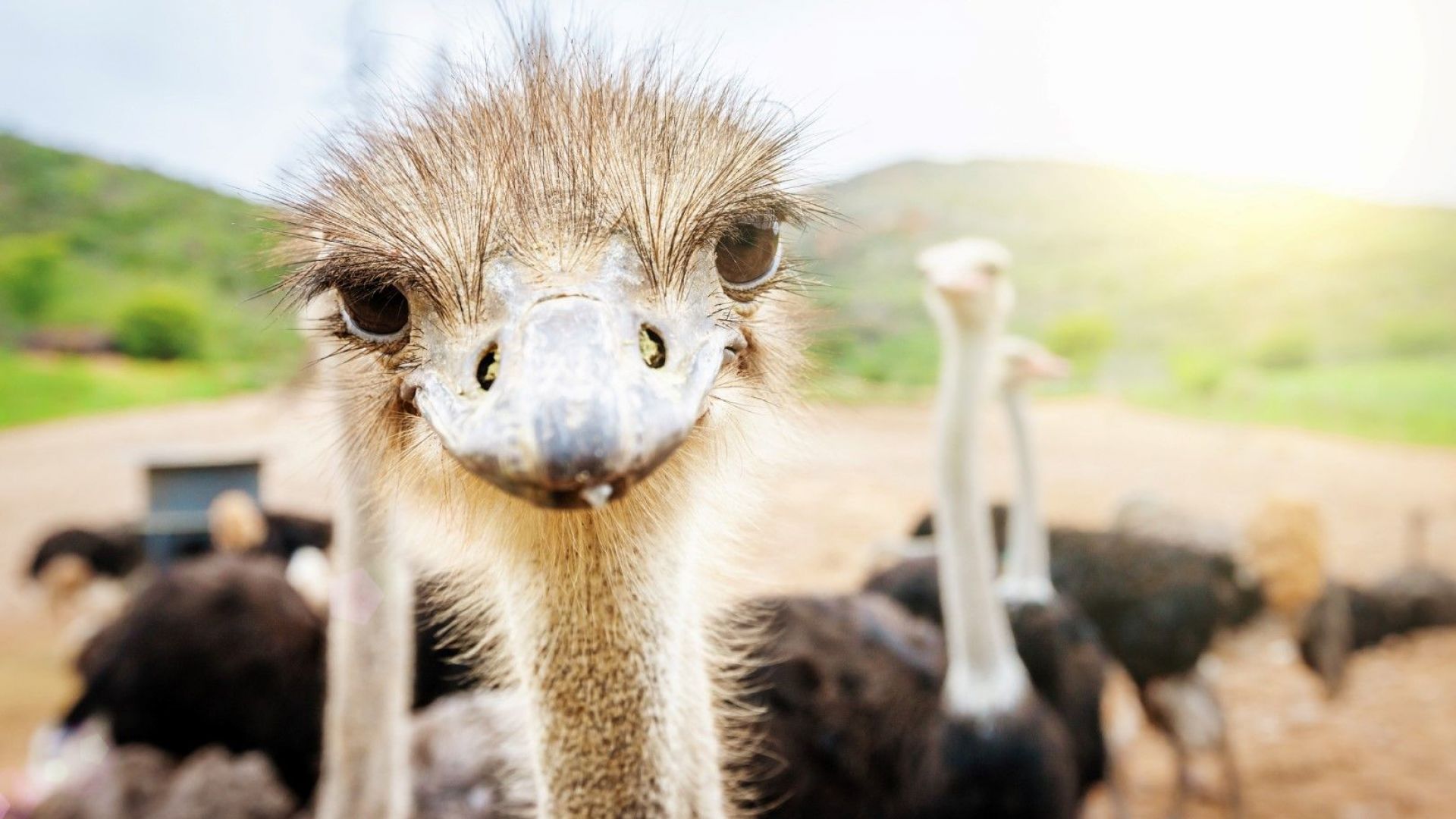 Древните европейци са съжителствали с огромно пернато чудовище пред което