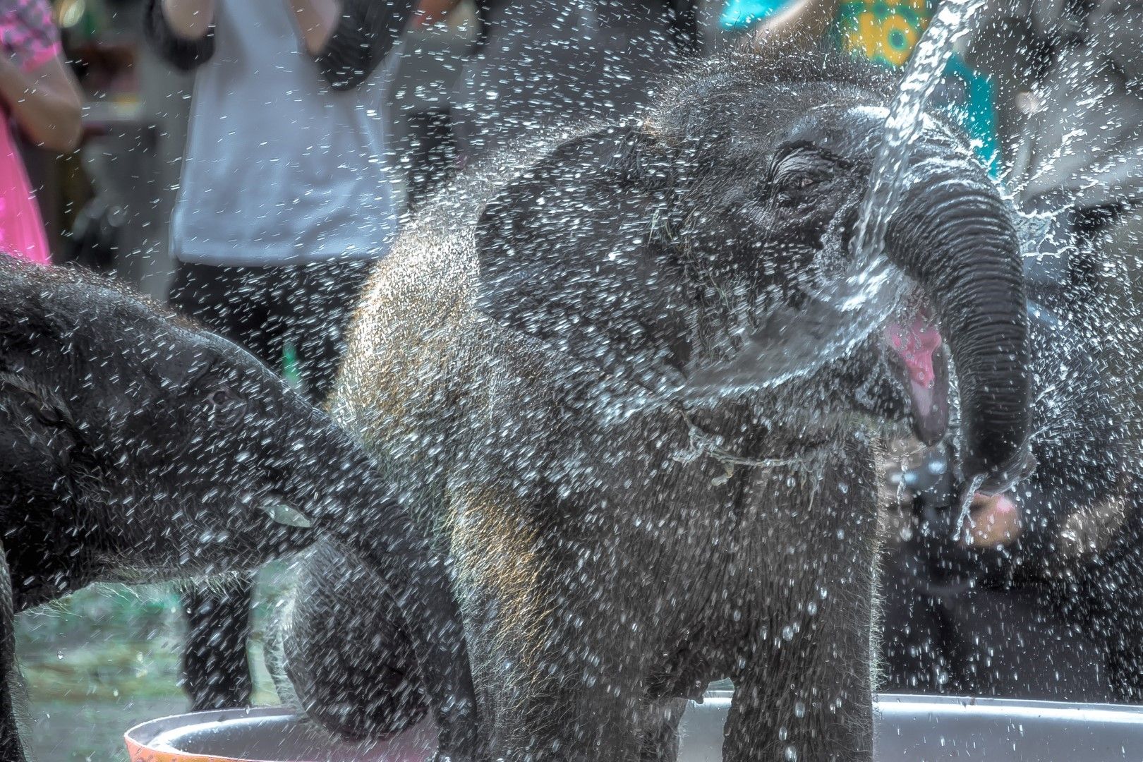Животните в московския зоопарк се разхлаждат  с ледени "торти"