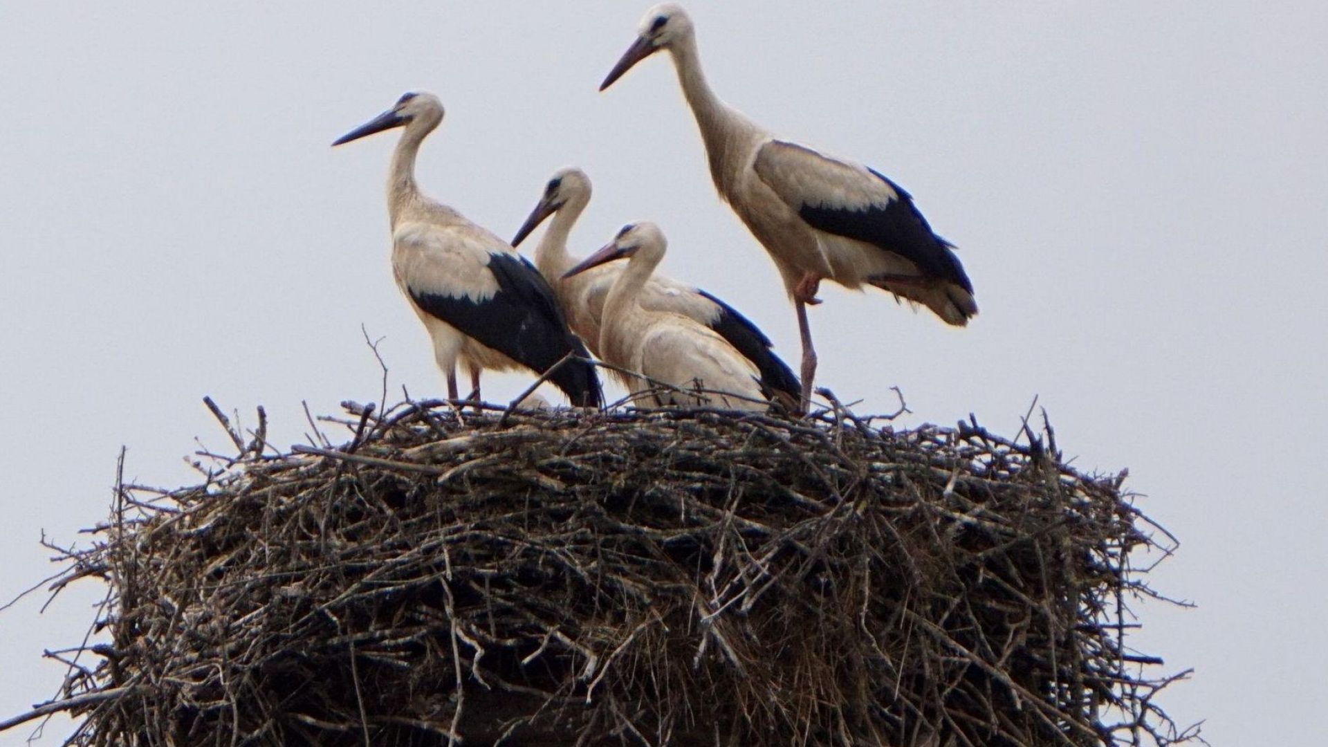 В Белозем отличен с наградата Европейско село на белия щъркел