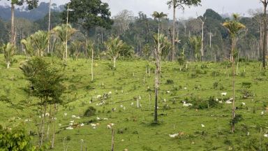 Обезлесяването ще доведе до нови смъртоносни епидемии