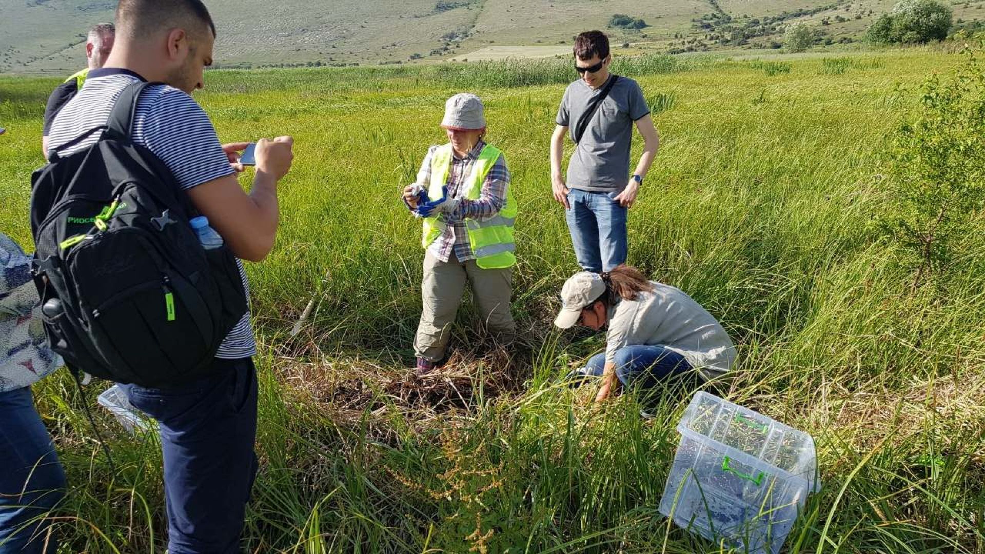 Защитен вид ниска теменуга Viola pumila е преместена от бъдещото