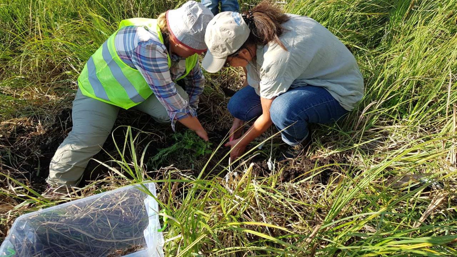Защитен вид ниска теменуга Viola pumila е преместена от бъдещото