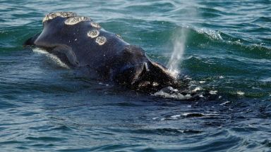 Китовете са произлезли от еленче, живяло във водата преди около 50 млн. години