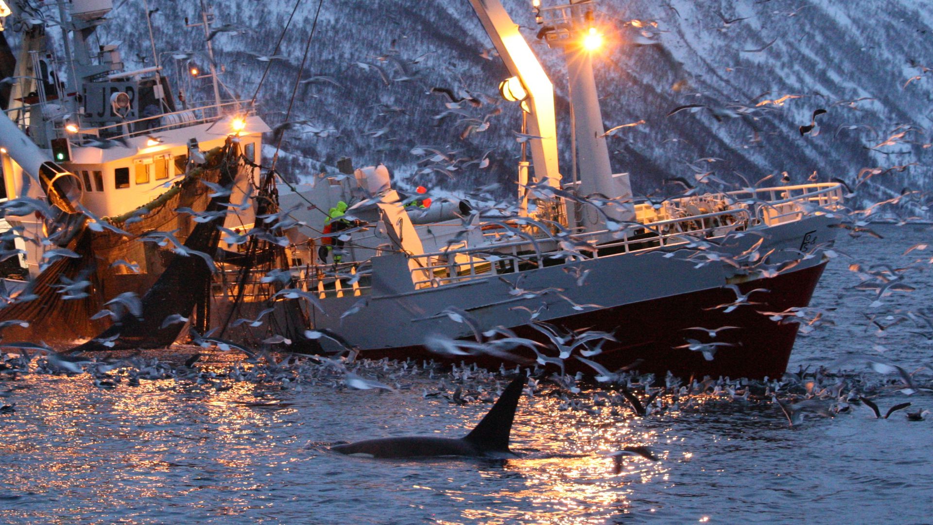 Япония улови първите китове след отмяната на забраната Пет китоловни