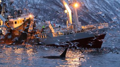Японци тръгнаха на лов за китове след падането на 33-годишна забрана (видео)