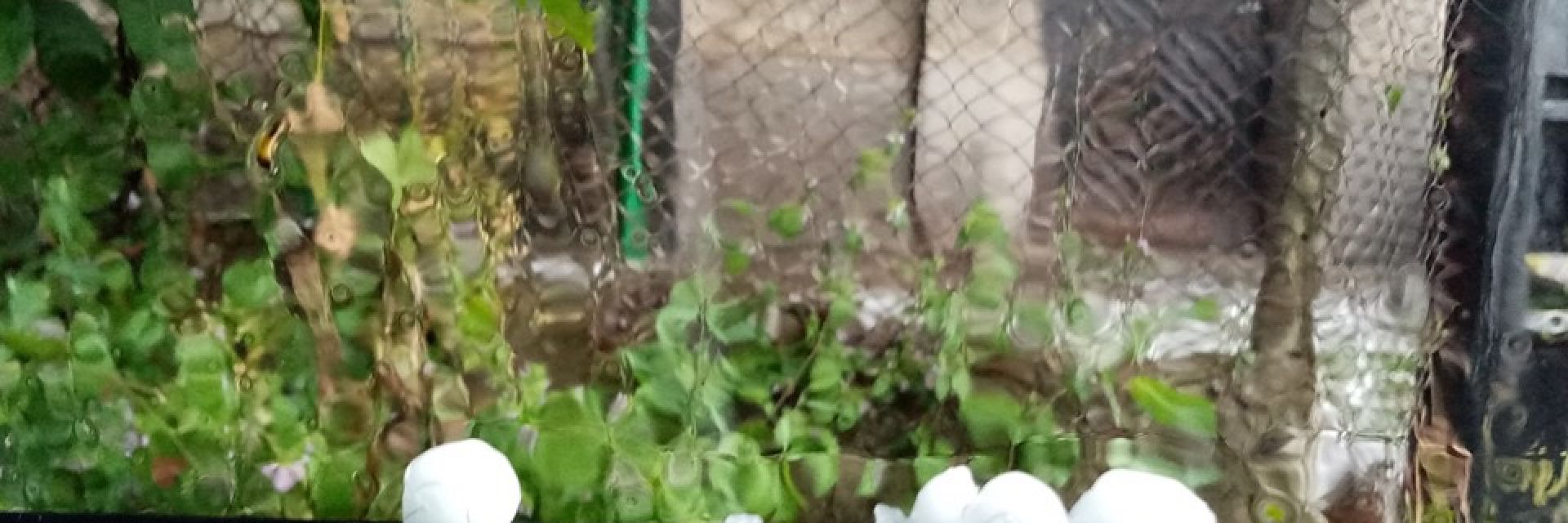 Вижте градушката, която падна в София (видео)