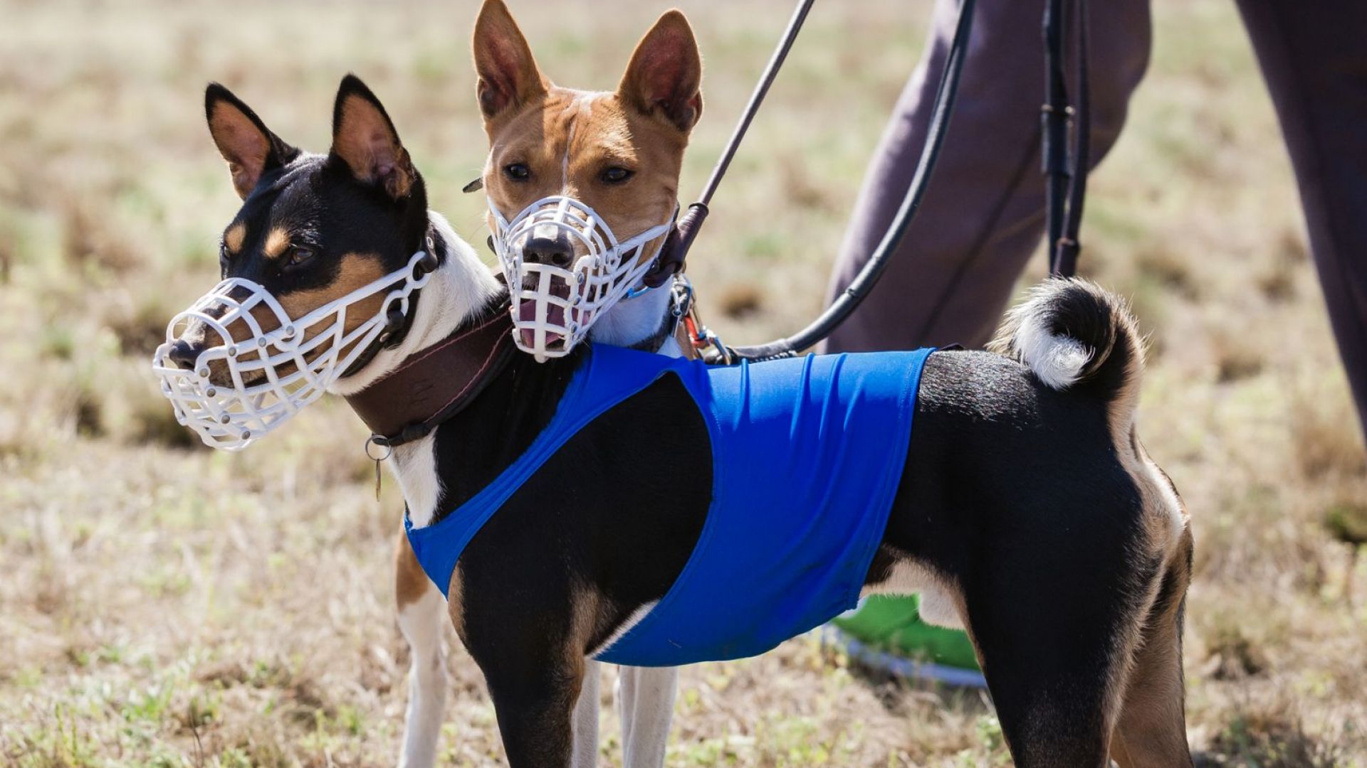 Собствениците забравили да платят таксата за куче в районното кметство