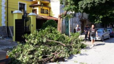 Дърво падна върху къща в Пловдив, друго потроши коли в бурята (снимки)