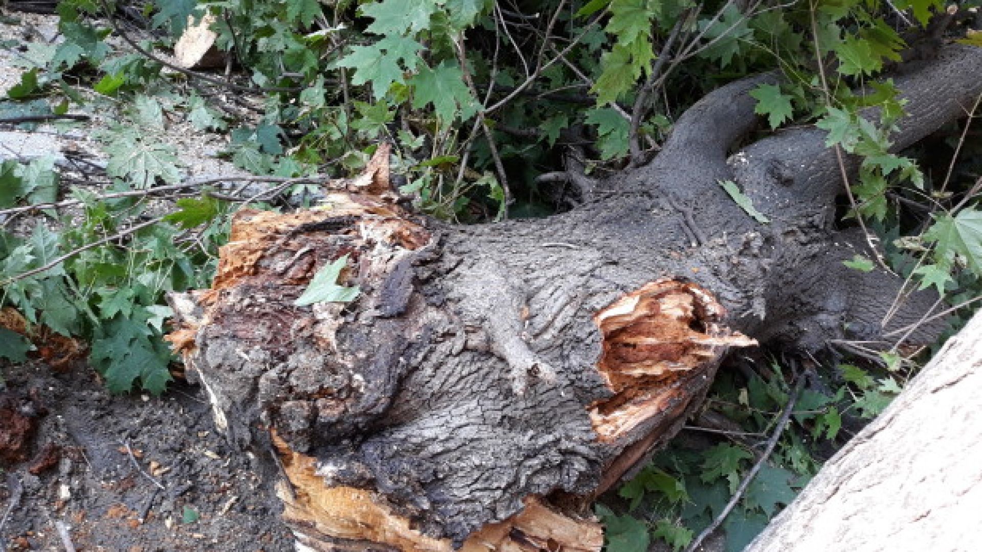 Голямо дърво падна върху два автомобила в Пловдив Няма пострадали