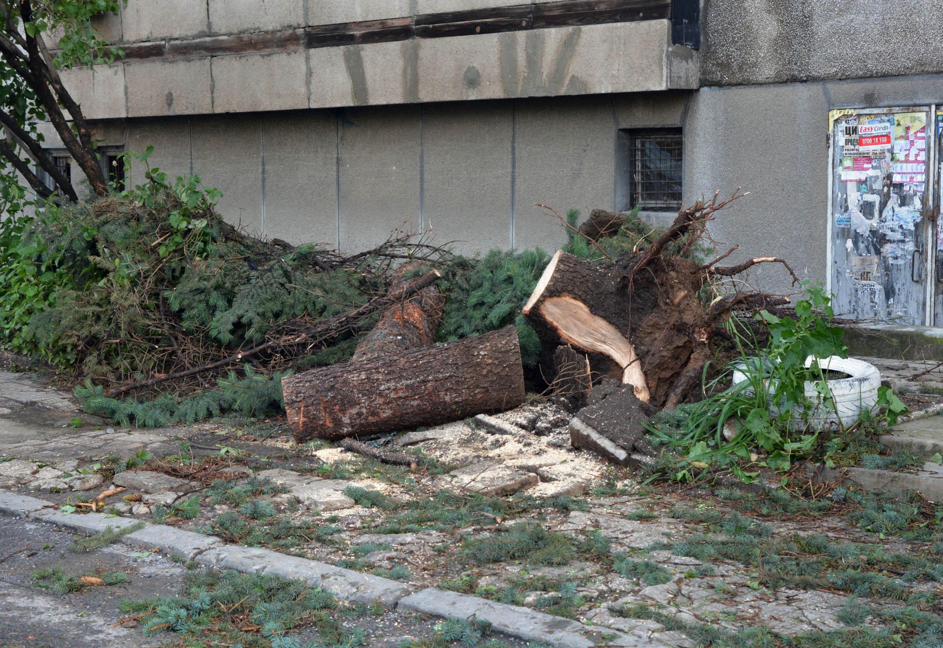 Паднало дърво затисна и уби пенсионер в Борисовата градина