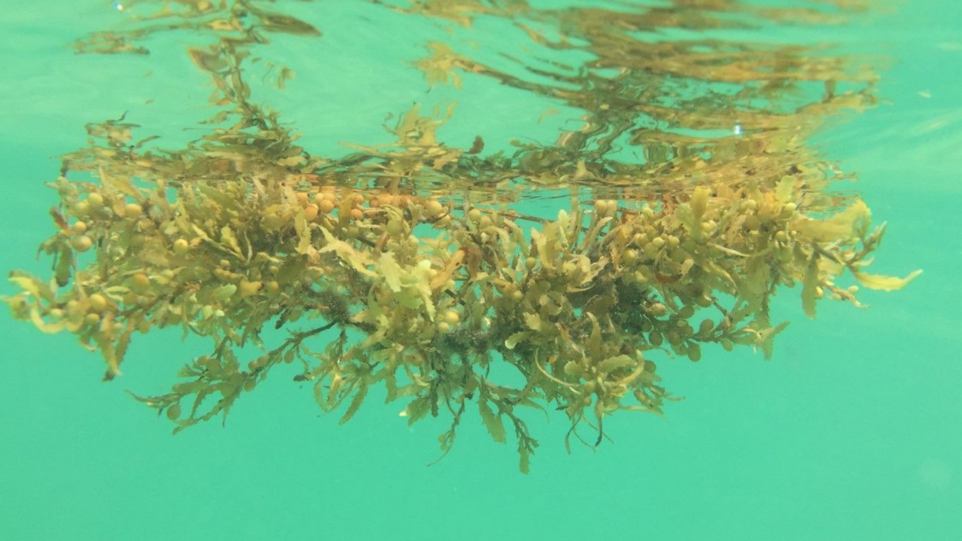 Пластинчатые водоросли. Саргассум. Саргассовые водоросли. Саргасса бурая водоросль. Саргассово море водоросли.