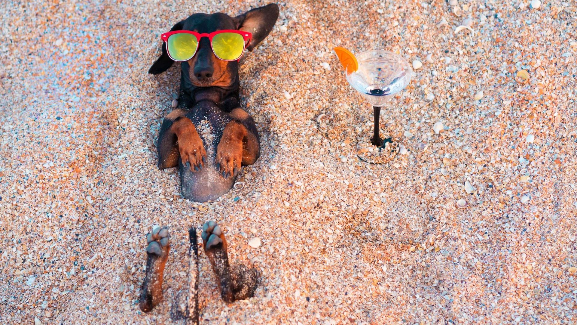 Кучето на плажа – само под чадър, с вода и...UV защита