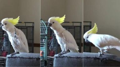 И папагалите умеят да танцуват