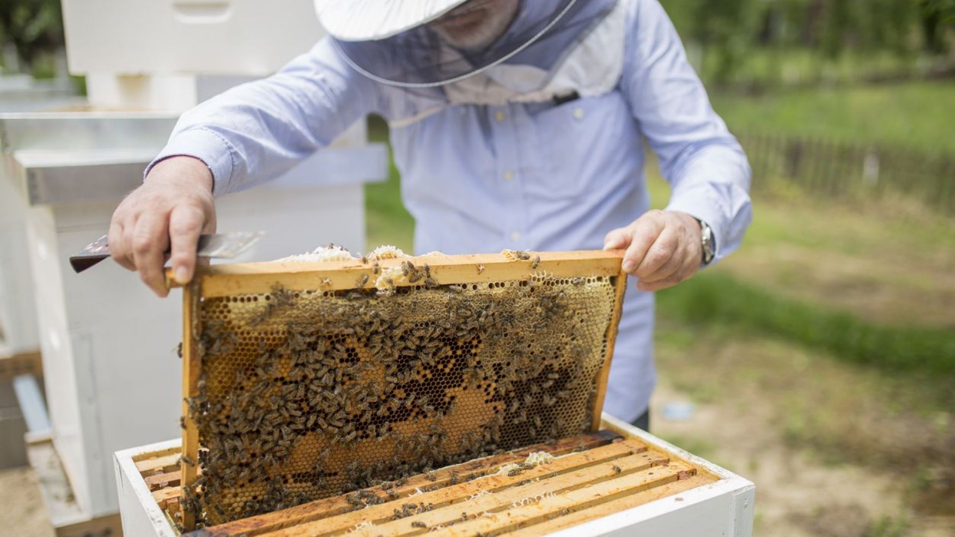 Масова гибел на пчели в цяла Русия