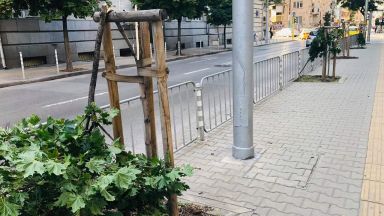 Вандали прекършиха млади дръвчета в центъра на София 