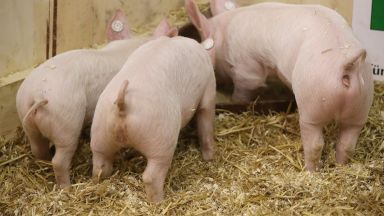  Заради чумата: До 10 дни би трябвало да бъдат изклани всички домаши свине в Русенско 