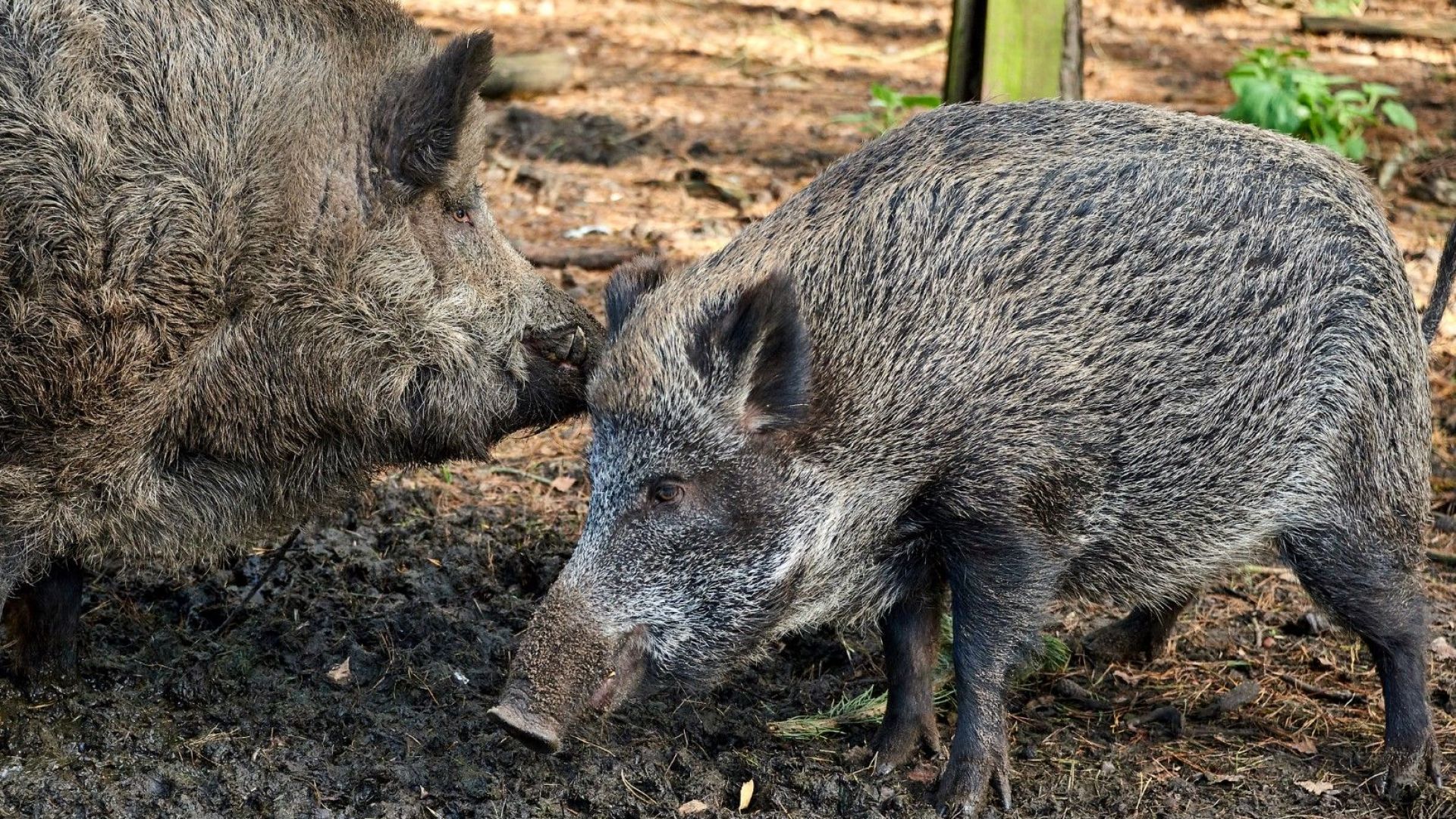 Удължиха срока за групов лов на дива свиня заради чумата