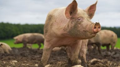 Африканска чума по свинете регистрираха и във Великотърновско