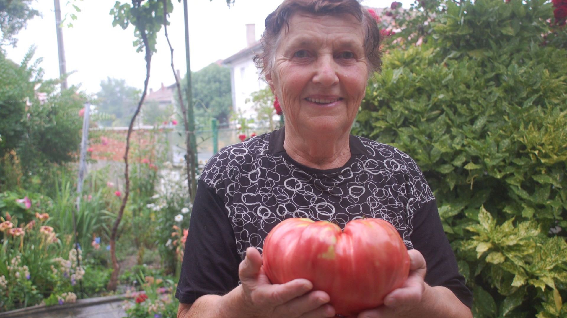 Домат достоен за рекордите на Гинес отгледа в двора на