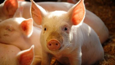 Обявиха обещаващи резултати за ваксина срещу африканска чума по свинете 