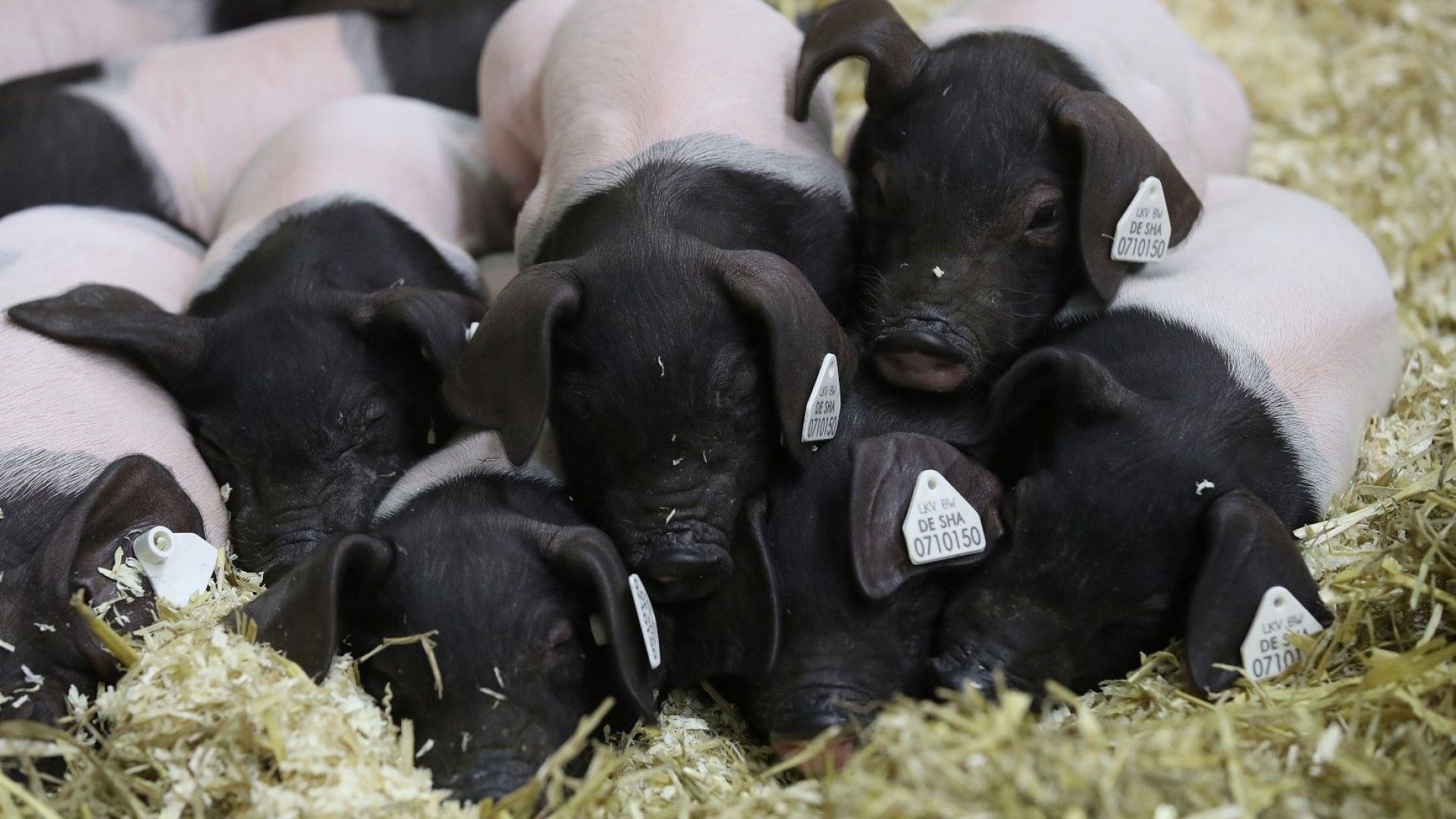 Заразата от африканска чума по свинете се превръща в световен