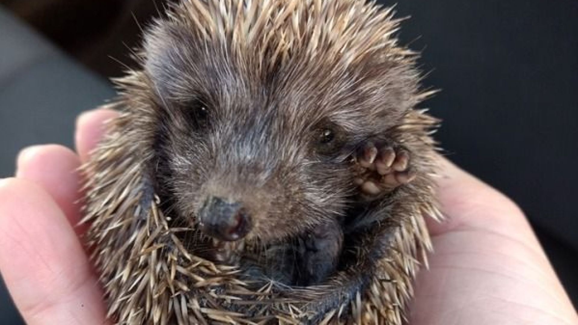 Мъж от Русе е причина 6 малки таралежа Erinaceus concolor