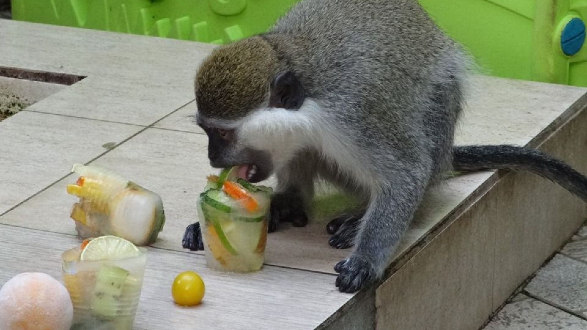 Животните във варненския зоопарк похапват замразени плодове (СНИМКИ)