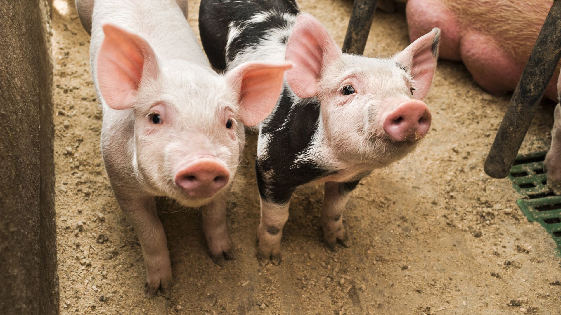 От Асоциацията на индустриалното свиневъдство в България и Асоциацията на