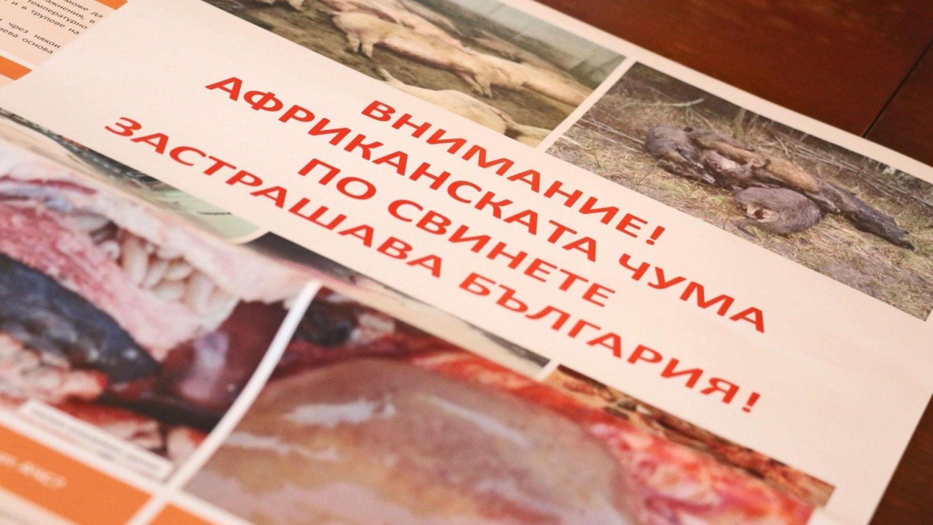 16 вече са огнищата при домашни свине и 20 са