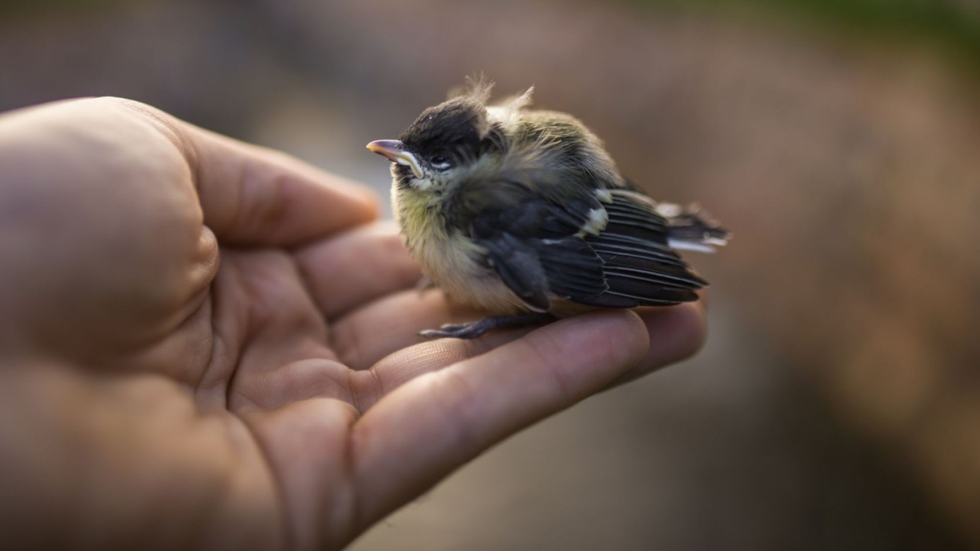 Турски шофьор търпеливо чака 45 дни птица да измъти малките