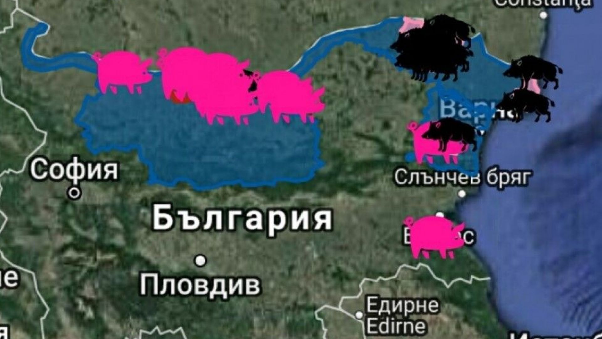 Заради бързо разрастващата се зараза от Африканска чума по свинете